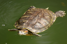  Red-eared silder, an invasive alien species commonly found in HK (Photo by Dr Andrew Cornish)