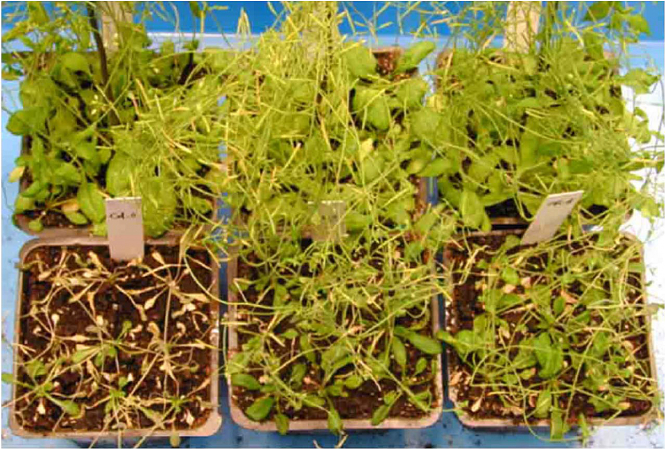 HKU scientists discover a drought tolerance gene that may help plants fight against global warming 