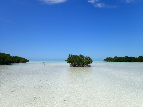 Image 2. Mangroves are amongst the most valuable of natural ecosystems, supporting coastal fisheries and biodiversity. (Photo courtesy：Nicole Khan)