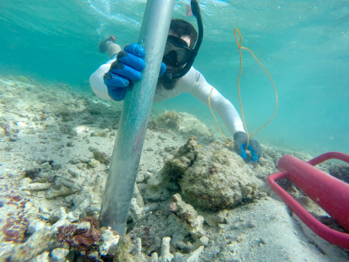 Cybulski collecting a “fossil time machine” or coral reef sediment core.
 (Photo credit: Dr Kiho Kim)
 