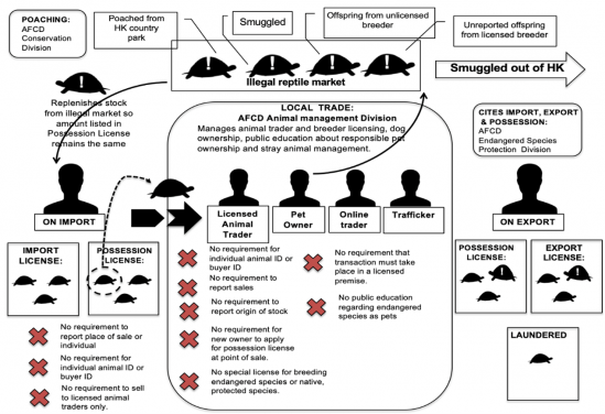 How fragmented regulation of wild caught reptiles in the pet trade results in laundering