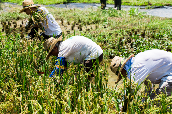 The revitalisation of Lai Chi Wo is a co-creation and collaborative process engaging different stakeholders. Through community collaboration, a sense of stewardship towards rural cultural landscape is re- established. (photo credit: Centre for Civil Society and Governance)