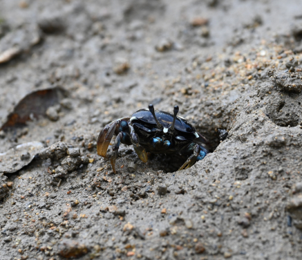 Anterior view of a female Tubuca dussumieri. Photo by Pedro J. Jimenez.