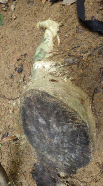 An illegally harvested incense tree. Photo credit: Arthur Sands