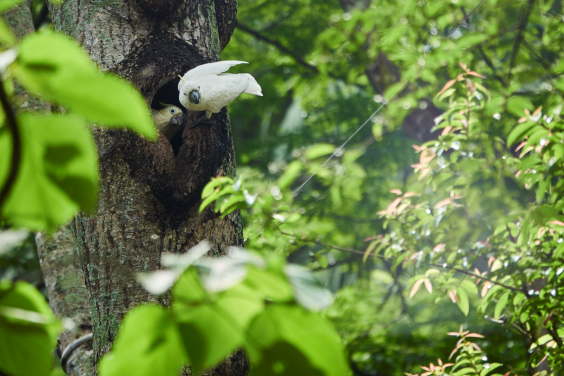 一隻小葵花鳳頭鸚鵡（Cacatua sulfurea）和牠的雛鳥。香港擁有約 200 隻小葵花鳳頭鸚鵡，約佔全​​球剩餘數量的 10%。
圖片提供：Carulus Kwok