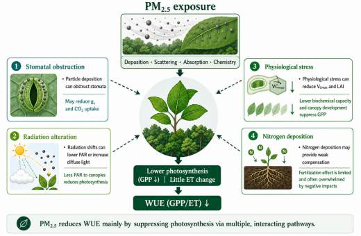 HKU Researchers Reveal Hidden Climate Threat: PM2.5 Pollution Undermines Plant Water-Use Efficiency and Carbon Uptake